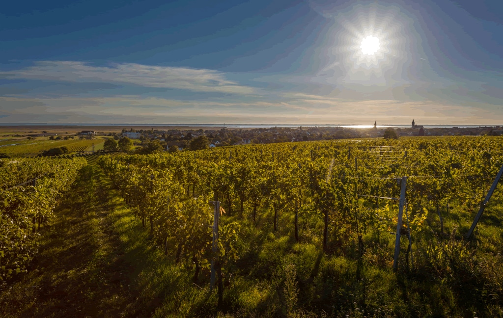 Se vores vine fra Østrig