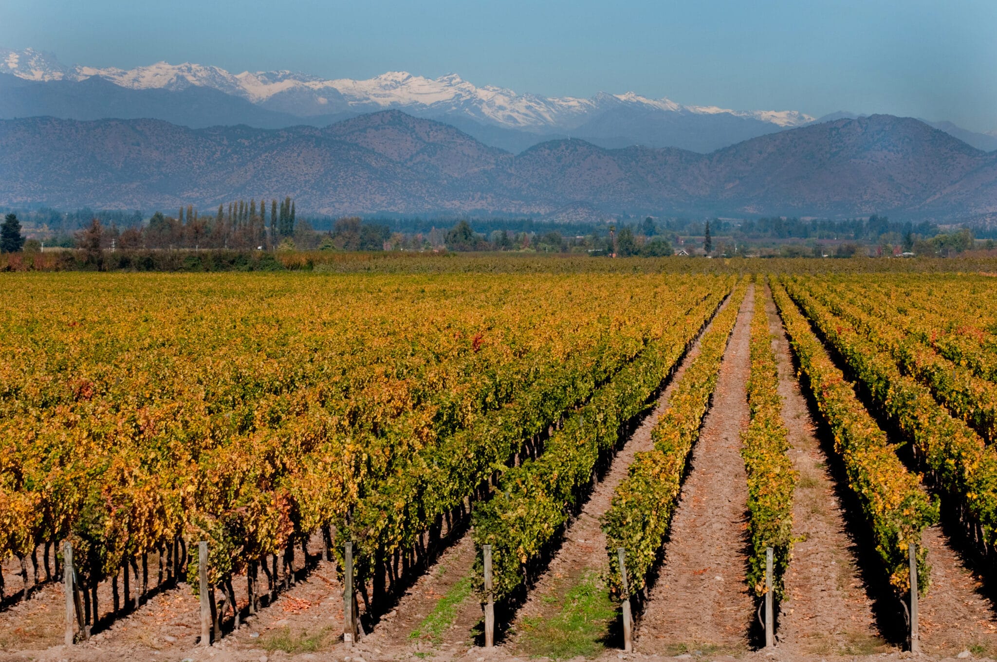 Se vores udvalg af vine fra Maipo Valley