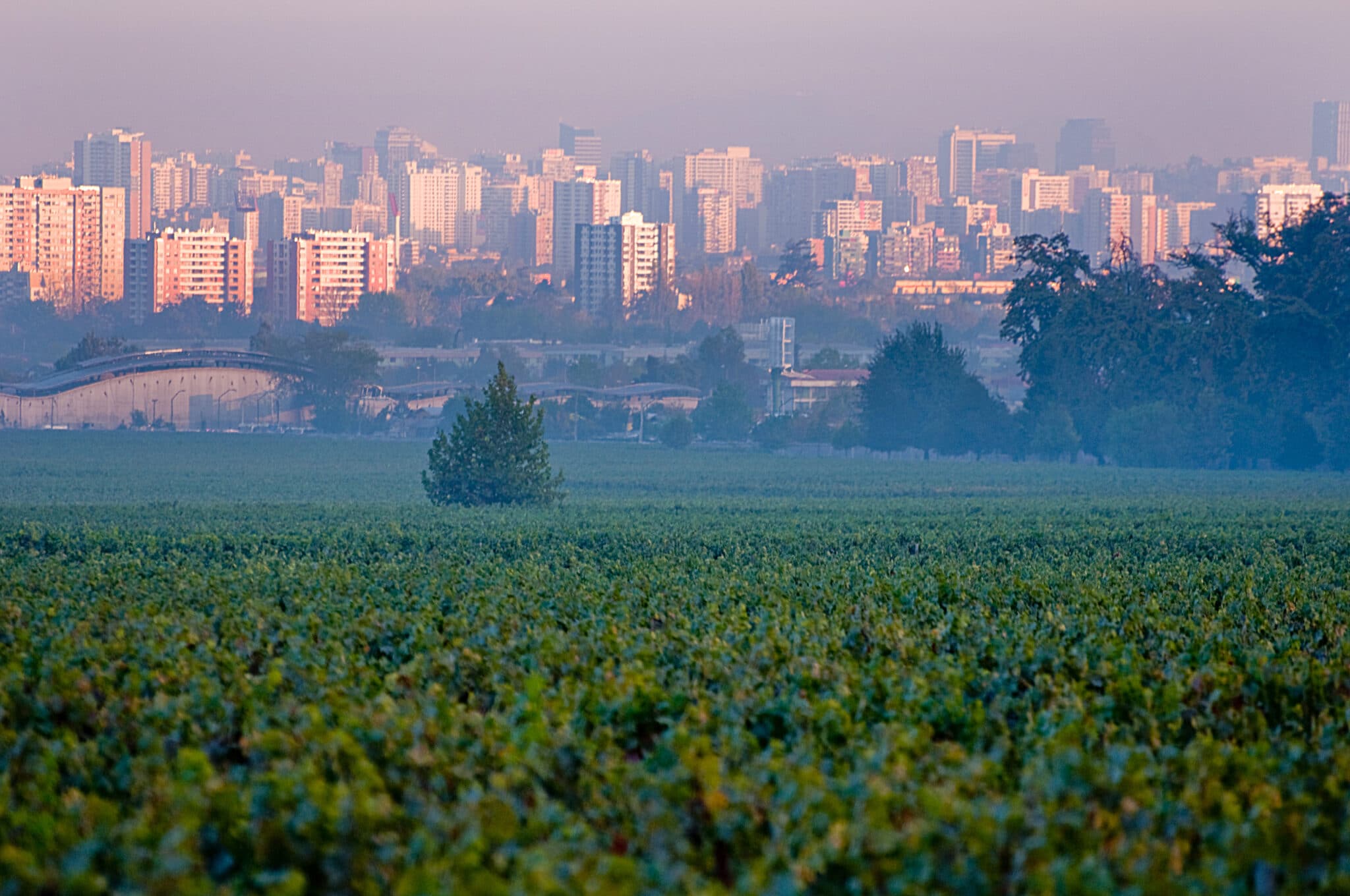 Se vores vine fra Chile