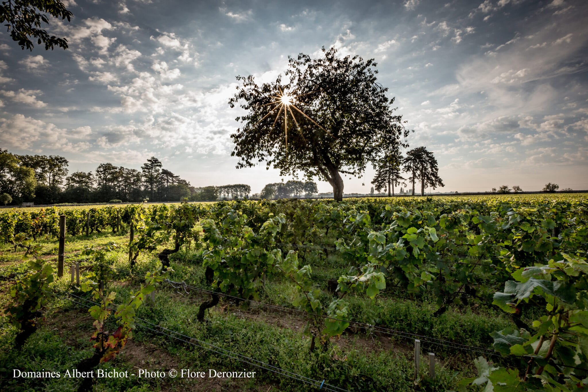 Se vores udvalg af vine og mousserende vine fra Bourgogne
