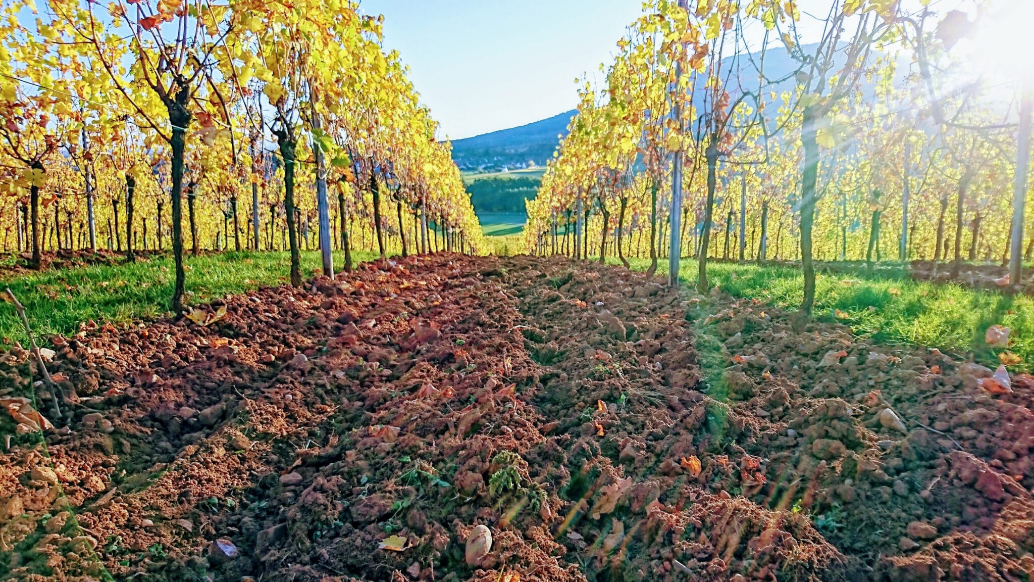 Se vores udvalg af vine og mousserende vine fra Alsace