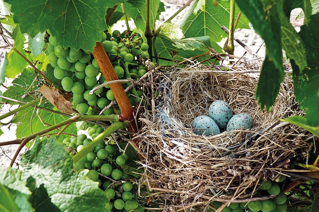 Se vores udvalg af vine fra Corbières