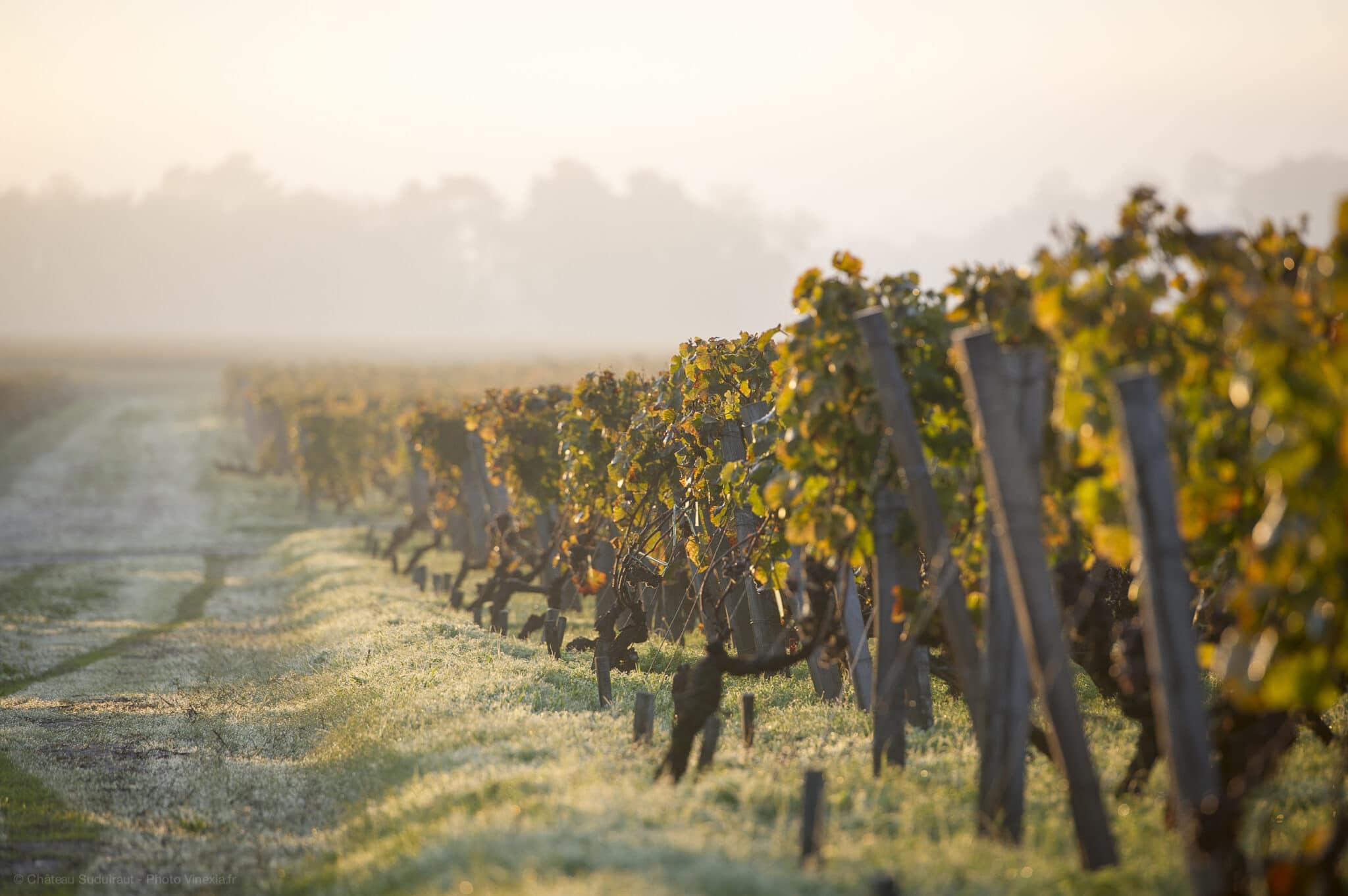 Se vores udvalg af tørre og søde vine fra Sauternes