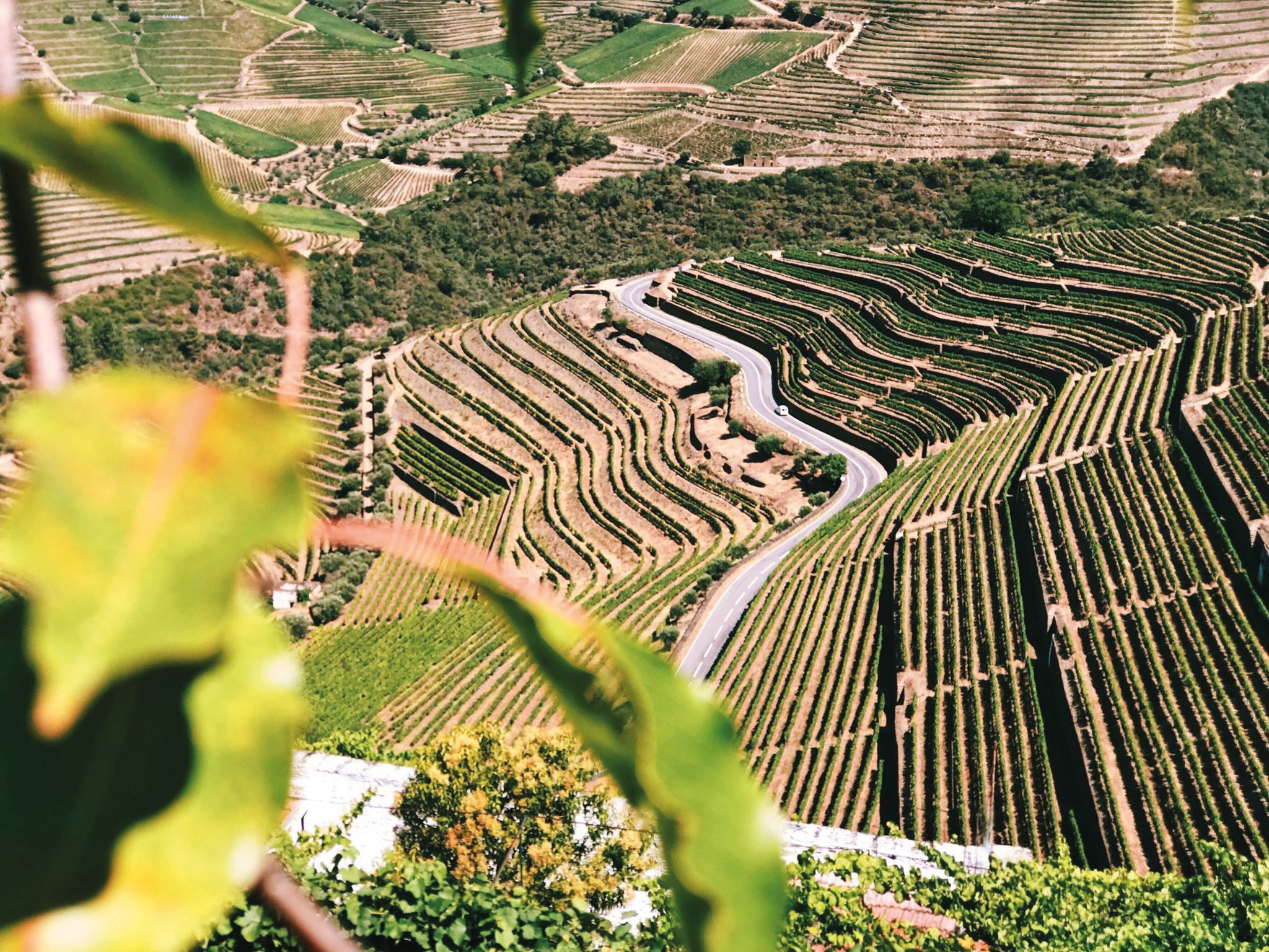 Se vores vine og hedvine fra Portugal