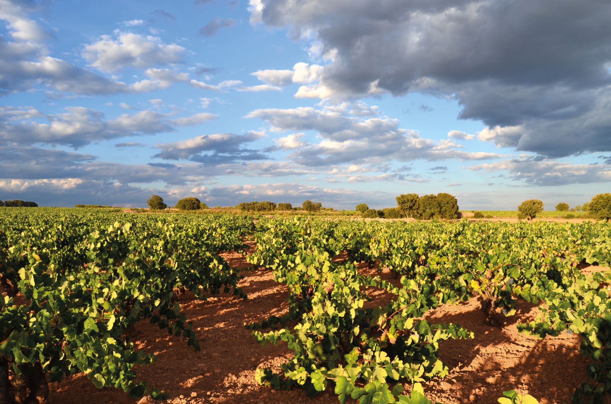 Se vores vine, mousserende vine og hedvine fra Spanien