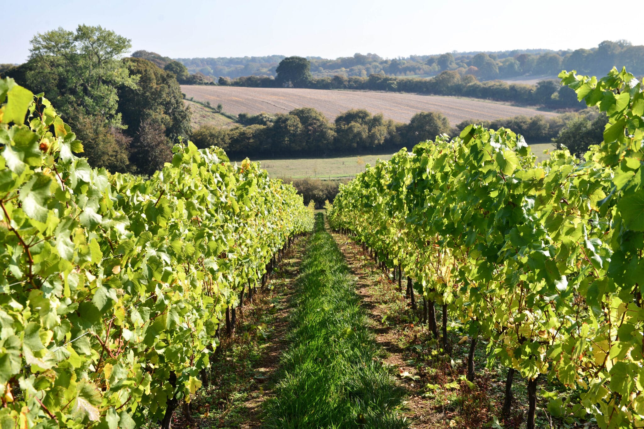 Se vores vine, hedvine og mousserende vine fra Frankrig