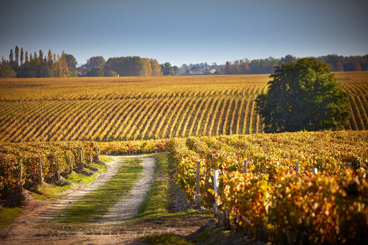 Se vores udvalg af vine fra Bordeaux