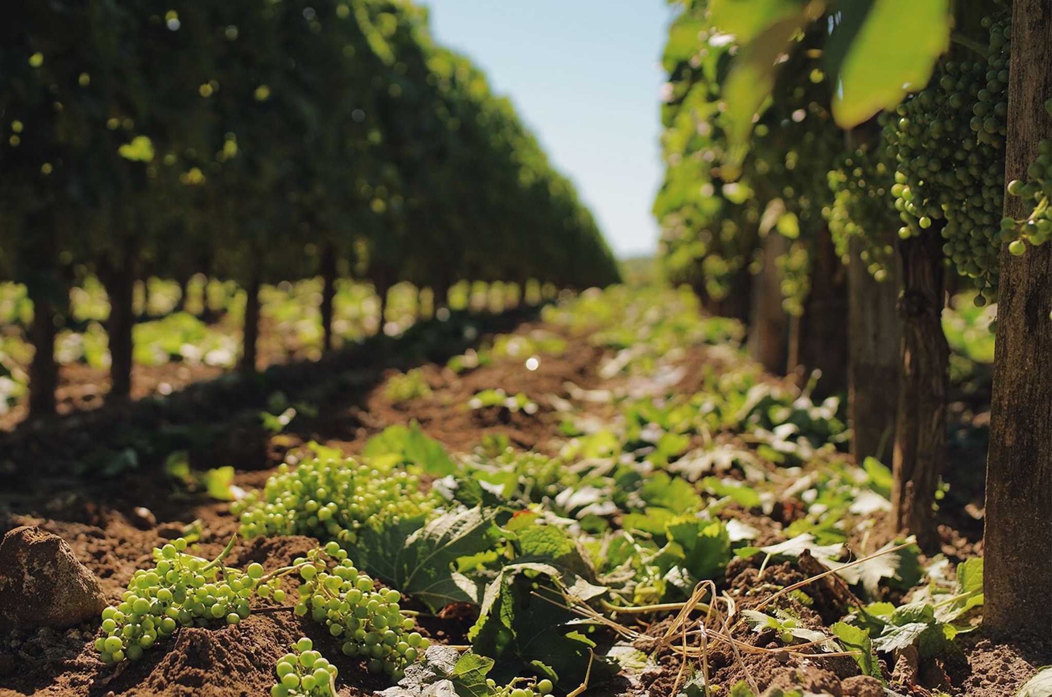 Se vores udvalg af vine fra Bordeaux AOC