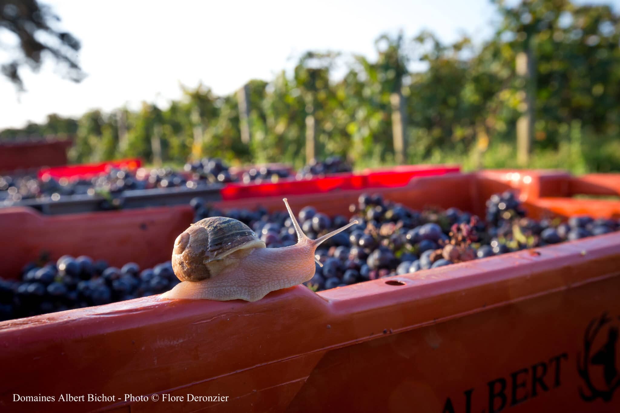 Se vores udvalg af vine fra Bourgogne AOC