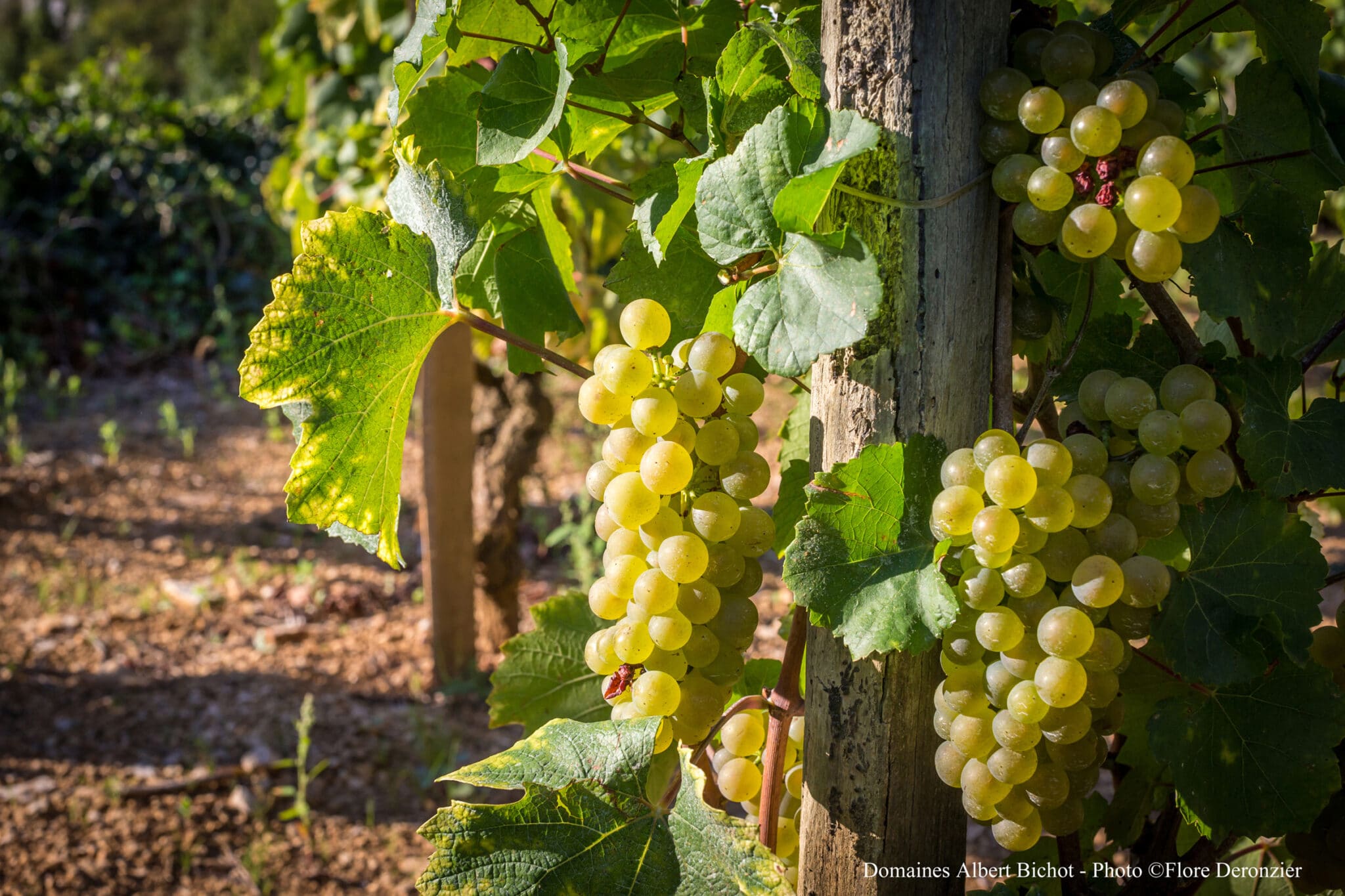 Se vores udvalg af vine fra Beaujolais