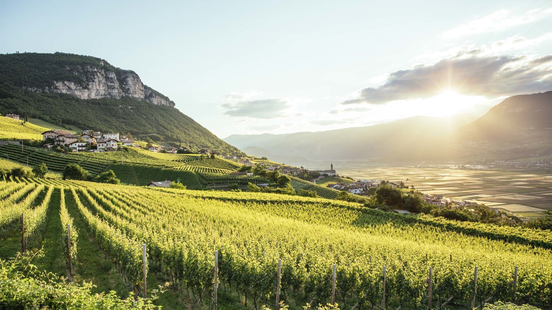 Se vores udvalg af vine fra Alto Adige