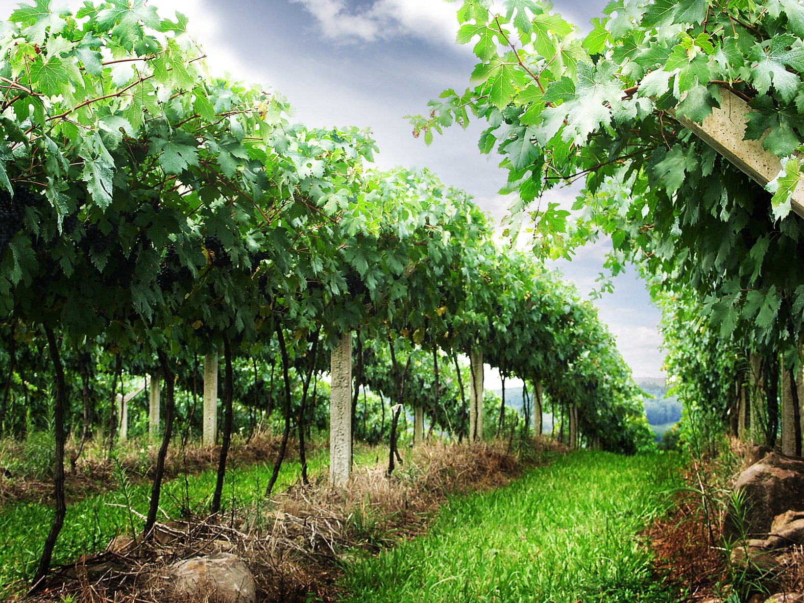 Se vores udvalg af vine fra Veneto