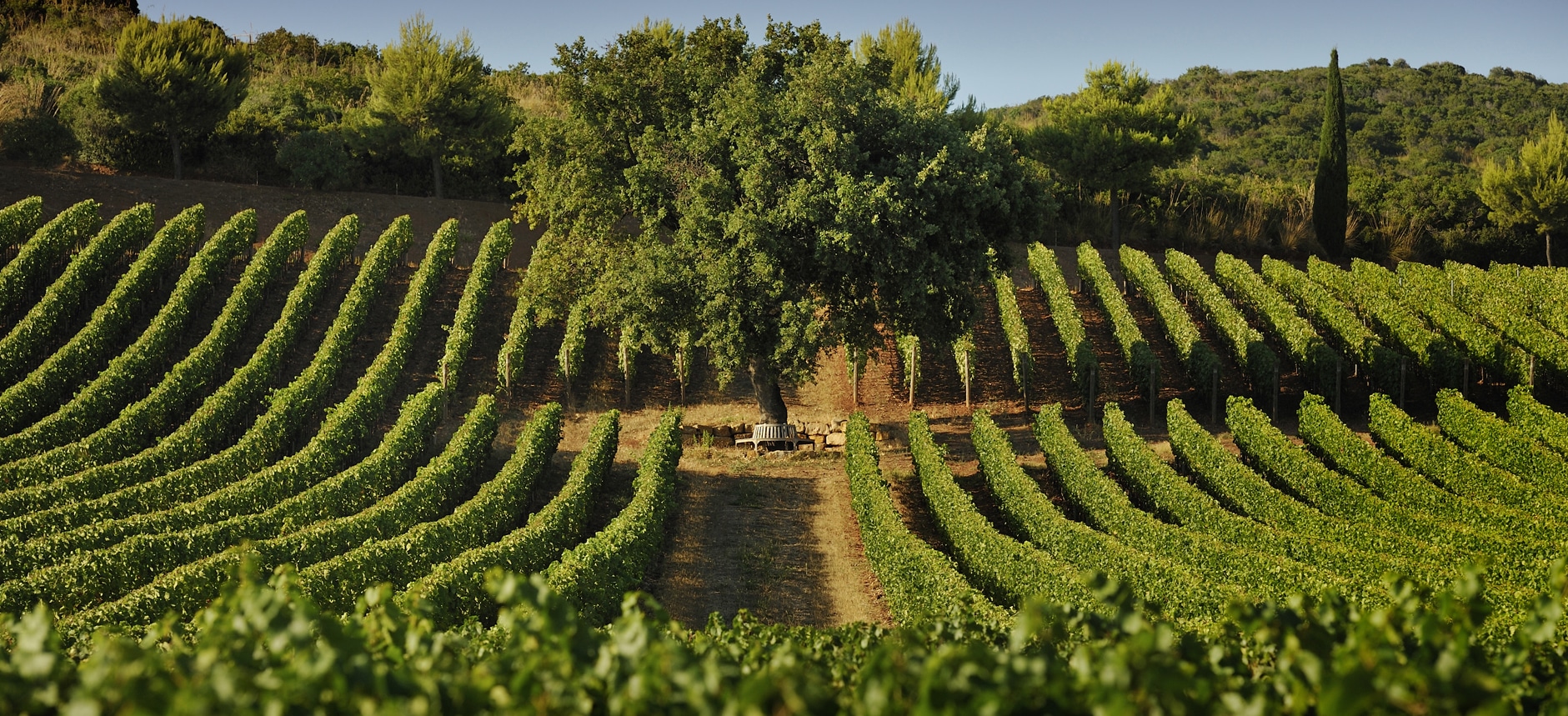 Se vores udvalg af vine fra Toscana