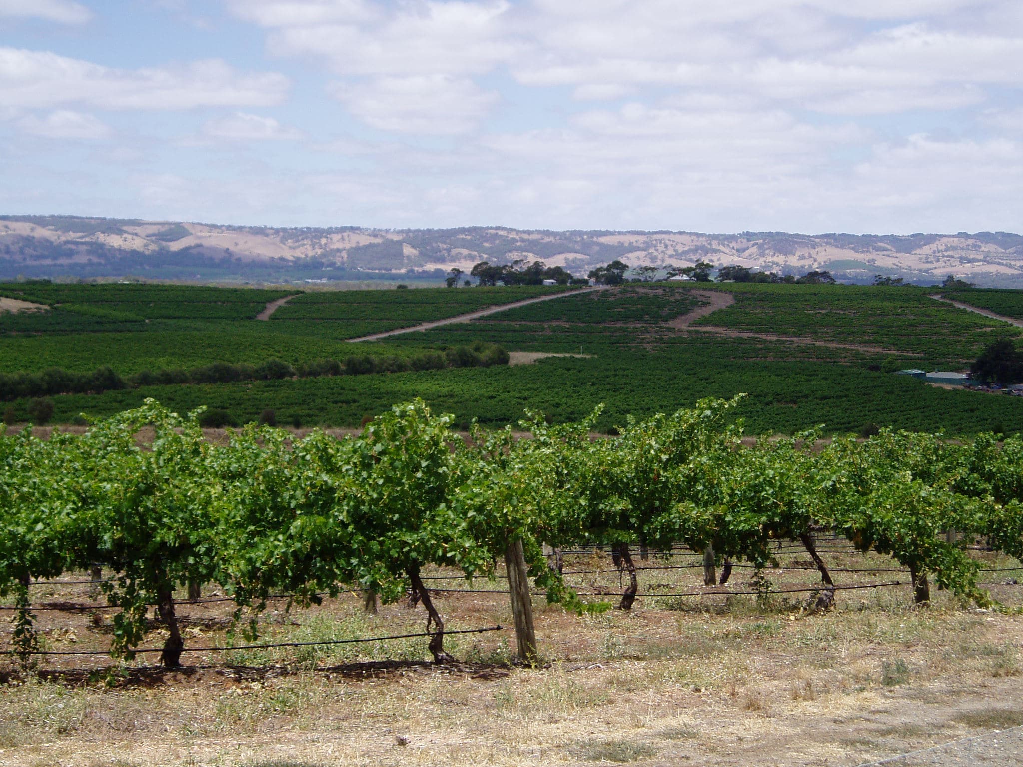 Se vores udvalg af mousserende vine fra Penedès