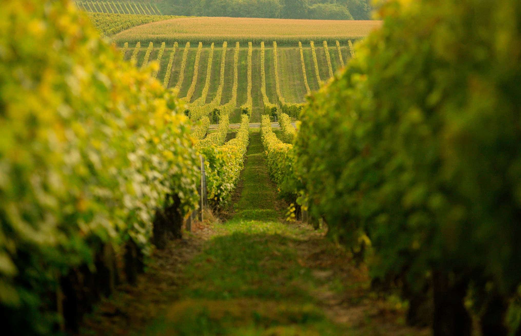 Se vores udvalg af hedvine fra Cognac