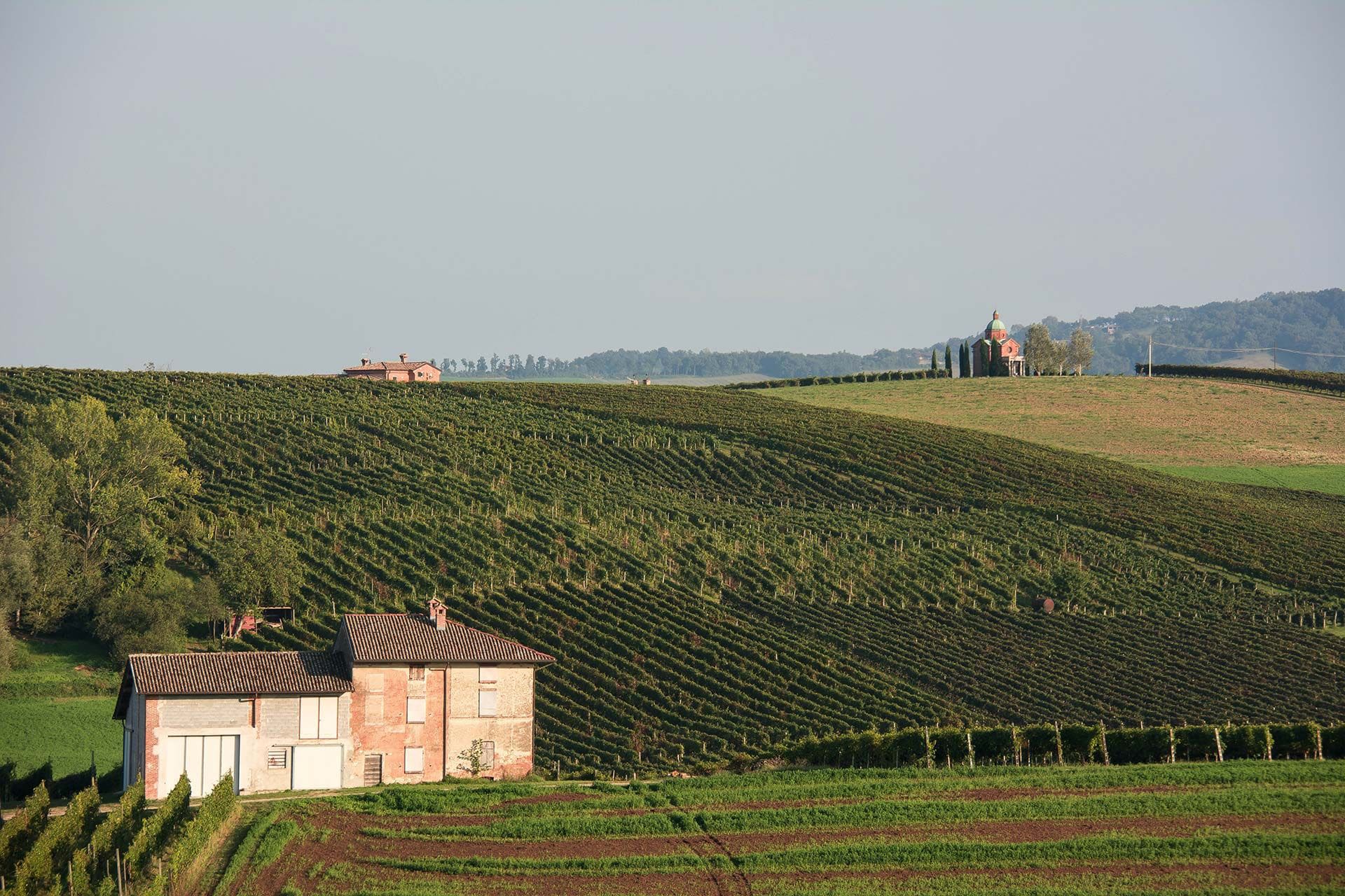 Se vores udvalg af vine fra Emilia-Romagna