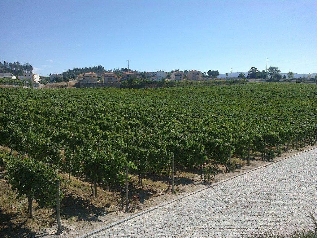 Se vores udvalg af Vinho Verde