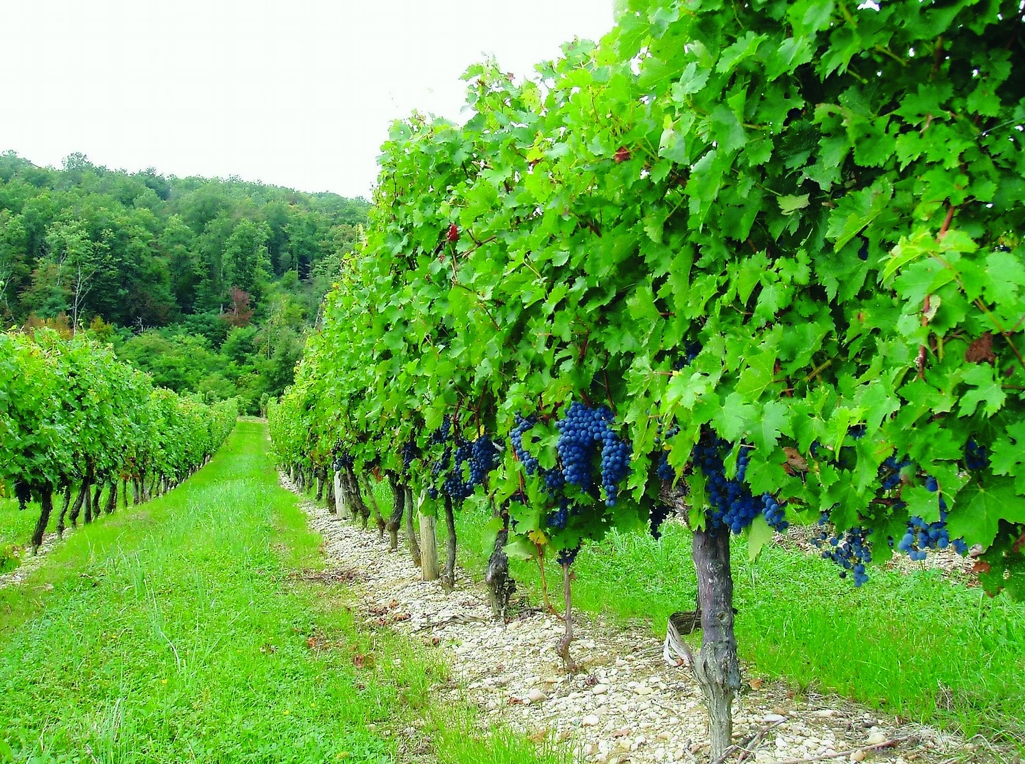 Se vores udvalg af vine fra Cadillac C&ocirc;tes de Bordeaux AOC